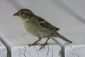 House sparrow in town looking for food Royalty Free Stock Photo