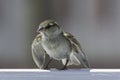 House sparrow in town looking for food Royalty Free Stock Photo