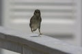 House sparrow in town looking for food Royalty Free Stock Photo