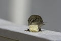 House sparrow in town looking for food Royalty Free Stock Photo