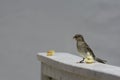 House sparrow in town looking for food Royalty Free Stock Photo