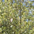 House Sparrow in tree Royalty Free Stock Photo