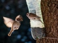 House sparrow visiting bird feeder made from reused plastic bottle full with grains Royalty Free Stock Photo