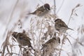 House sparrow in the wild extracts food Royalty Free Stock Photo