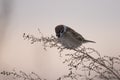 House sparrow in the wild extracts food Royalty Free Stock Photo