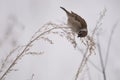 House sparrow in the wild extracts food Royalty Free Stock Photo