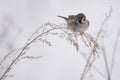 House sparrow in the wild extracts food Royalty Free Stock Photo