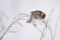 House sparrow in the wild extracts food Royalty Free Stock Photo