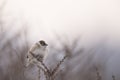 House sparrow in the wild extracts food Royalty Free Stock Photo