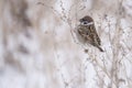 House sparrow in the wild extracts food Royalty Free Stock Photo