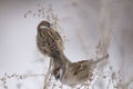 House sparrow in the wild extracts food Royalty Free Stock Photo