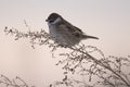 House sparrow in the wild extracts food Royalty Free Stock Photo
