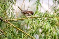 House Sparrow on a willow twig