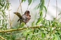 House Sparrow on a willow twig