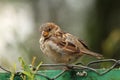 House sparrow on wire fence Royalty Free Stock Photo