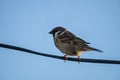 House Sparrow on a wire. Royalty Free Stock Photo