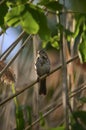 House sparrow on wisp of straw