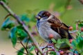 House sparrow (passer domesticus) perching in the rose bushes in the garden Royalty Free Stock Photo