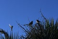 House sparrows on branch against blue sky - Passer domesticus Royalty Free Stock Photo
