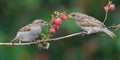 House Sparrows eats a raspberry cane berries with enjoy Royalty Free Stock Photo