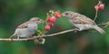 House Sparrows eats a raspberry cane berries with enjoy