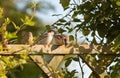 House sparrows on fence