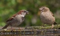 House sparrows male and female makes fun of each other near a water pond Royalty Free Stock Photo