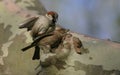 House sparrows mating