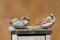 House Sparrows (Passer domesticus) Royalty Free Stock Photo