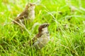 House sparrows or Passer domesticus Royalty Free Stock Photo