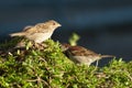 House sparrows Passer domesticus feeding. Royalty Free Stock Photo