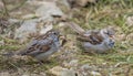 House sparrows passer domesticus