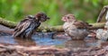 House sparrows playing with each other in a water pond