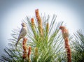 House finches in sunlight at the top of a pine tree Royalty Free Stock Photo