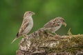 House sparrows Royalty Free Stock Photo