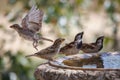 House sparrows  160722-2866 Royalty Free Stock Photo