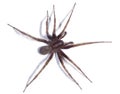 House Spider