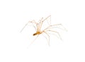 House spider