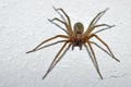 House Spider