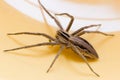 House spider Royalty Free Stock Photo