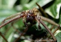 House spider Royalty Free Stock Photo