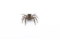 House Spider close up Royalty Free Stock Photo