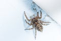 House spider Royalty Free Stock Photo