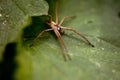 Solitary hobo spider - Tegenaria agrestis Royalty Free Stock Photo
