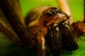 House spider - macro (2) Royalty Free Stock Photo
