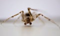 House Spider Macro Royalty Free Stock Photo