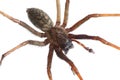 House Spider (Tegenaria atrica), isolated Royalty Free Stock Photo