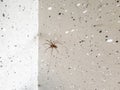House spider ,tegenaria domestica, waiting in the edge of a concrete garage