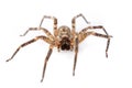 House spiders Royalty Free Stock Photo