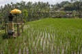 The house of the spirits in the rice fields in Ubud, Bali